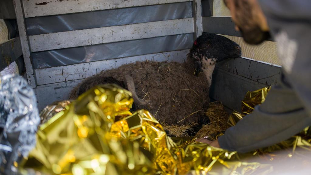 Una oveja rescatada en Matadepera durante las tormentas