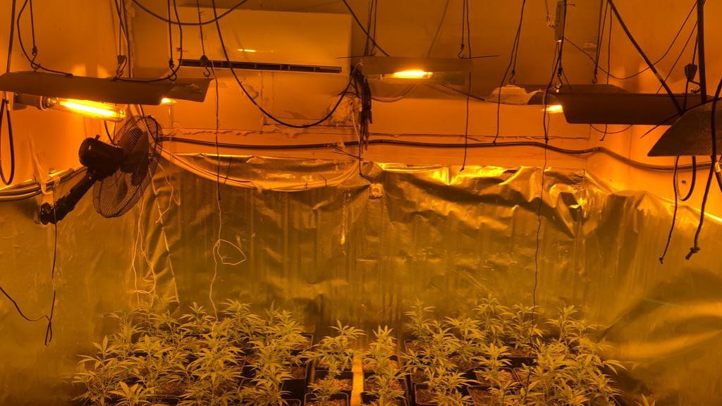 Plantación de marihuana desmantelada por los Mossos d'Esquadra en un domicilio del clan de Los Manolos