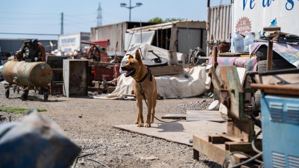 Un perro dentro del solar inspeccionado por la Guardia Civil
