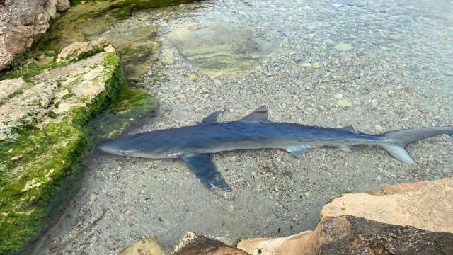 Foto de archivo de una tintorera en una playa de Ibiza