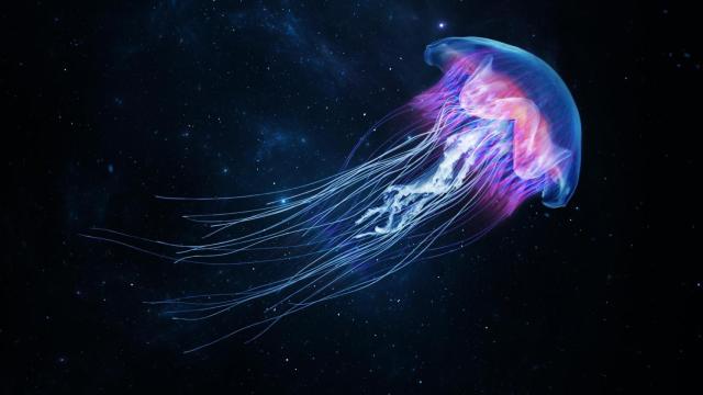 Medusa resplandeciente