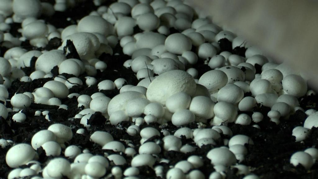 Cultivo de champiñones