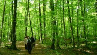 La fageda d'en Jordà