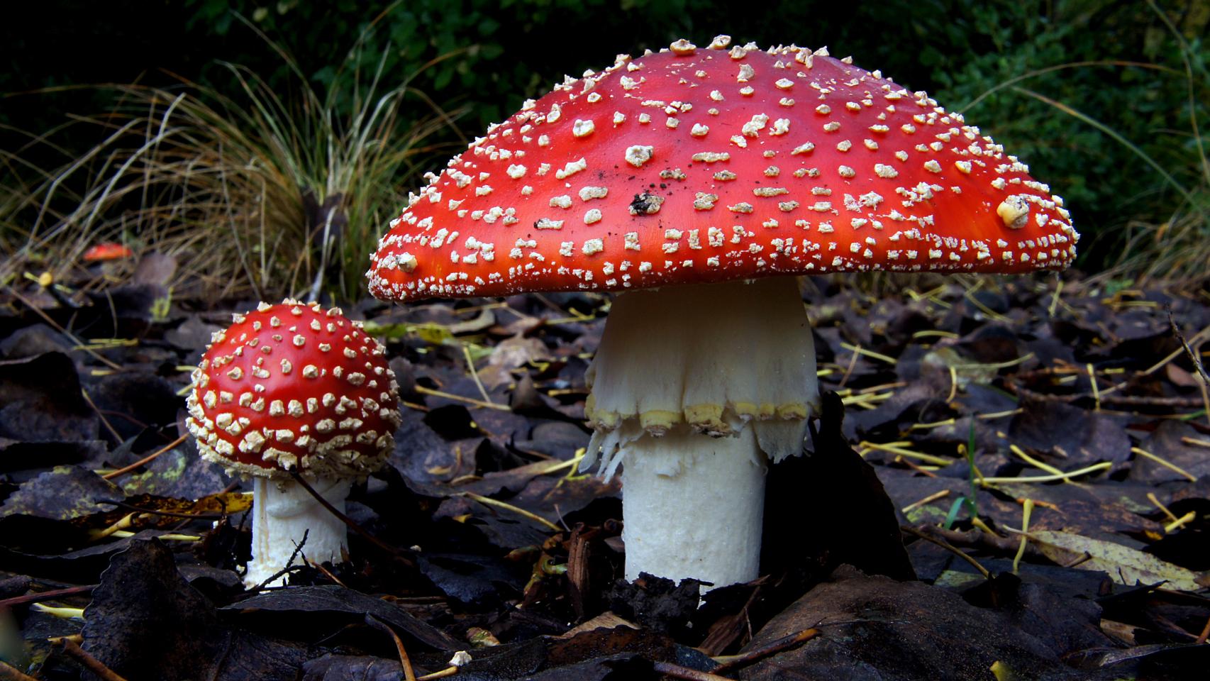 Amanita_muscaria_(1)_(8692325426).jpg