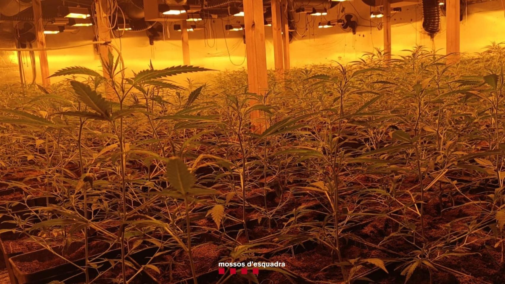 Una plantación de marihuana desmantelada por los Mossos d'Esquadra, en una imagen de archivo 