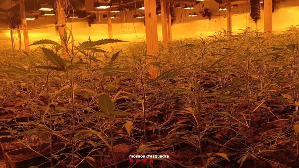 Una plantación de marihuana desmantelada por los Mossos d'Esquadra, en una imagen de archivo 