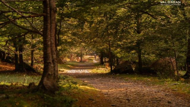 El hayedo de Conangles