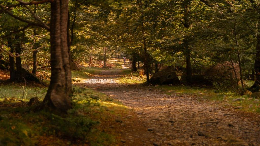 El hayedo de Conangles