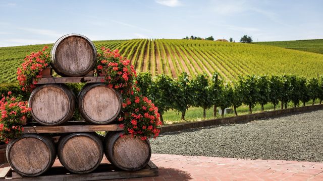 Barriles y viñedos