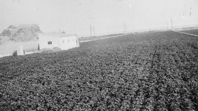 Campo de patatas de Mataró
