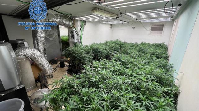 Interior de una de las plantaciones de marihuana desmanteladas por la Policía Nacional
