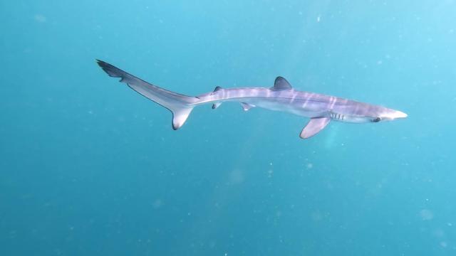 Uno de los tiburones azules que nacieron en el Cap de Creus