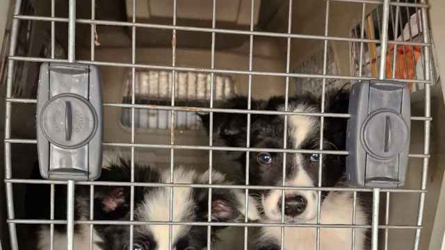 Dos de los cachorros de perro rescatados por la Policía Nacional