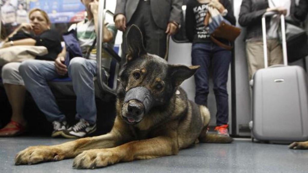 Un perro en el metro de Barcelona con bozal y atado con una correa