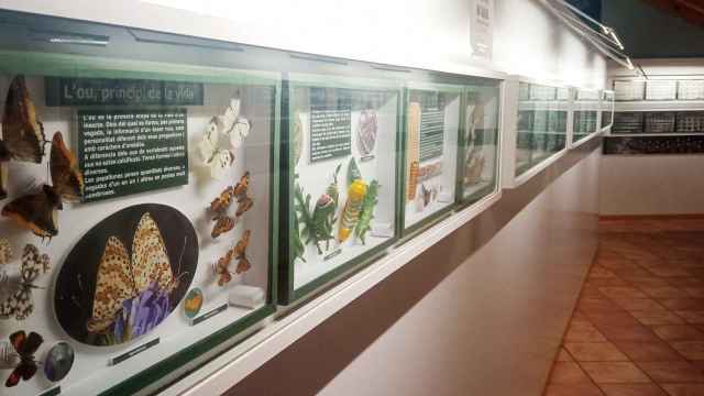 Museo de las mariposas