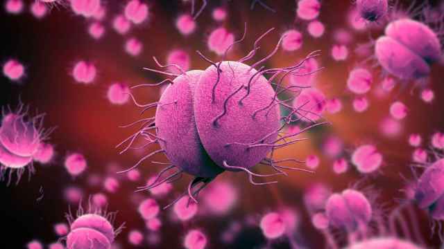 Bacterias Neisseria gonorrhoeae.