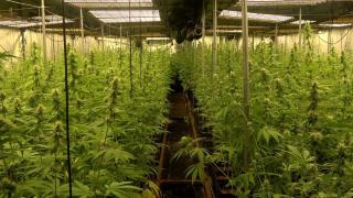 Una plantación de marihuana desmantelada anteriormente por los Mossos en Girona