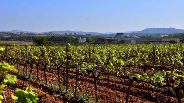 Viñedo en el Penedès