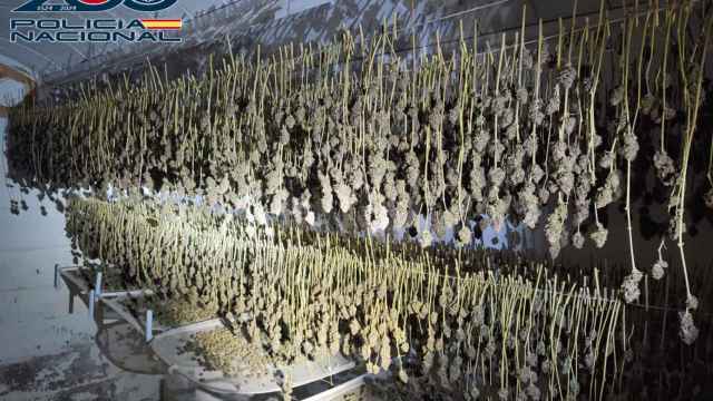 Parte de la marihuana que incautaron en la Costa Brava