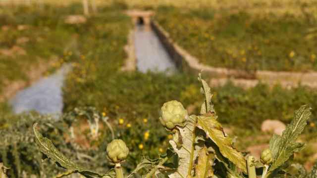 Cultivos de alcachofas en el Baix Llobregat