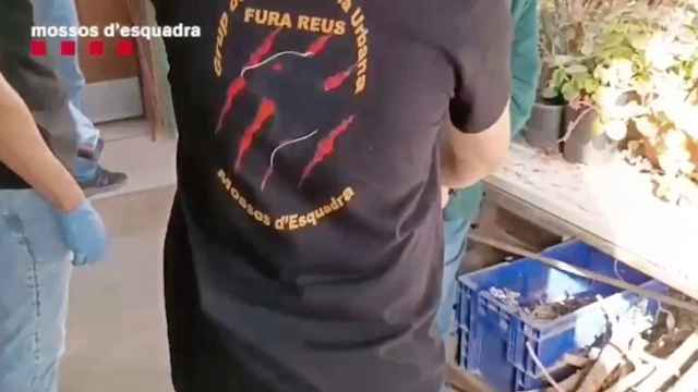 Un agente de Mossos d'Esquadra detiene a un hombre buscado por abusar de menores