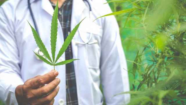 Un hombre sujeta una hoja de cannabis CBD