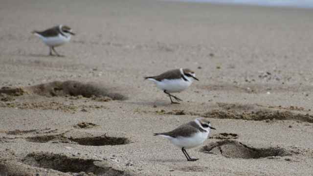 Ejemplares de chorlitejo patinegro en la playa de Viladecans