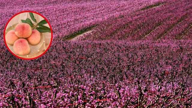 Fotomontaje de los campos de Aitona con melocotoneros en flor