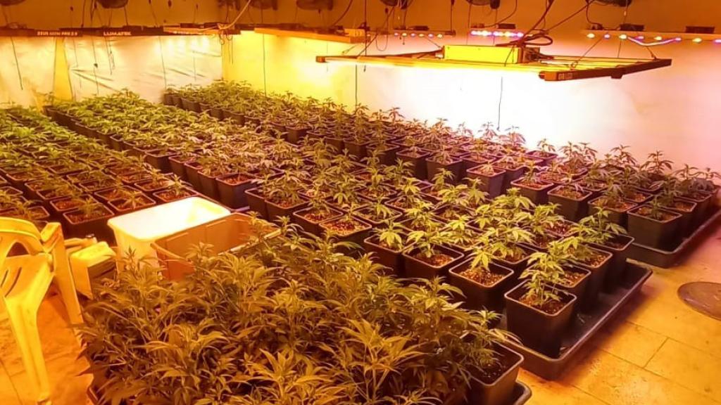 La plantació de marihuana localitzada al domicili de Gelida