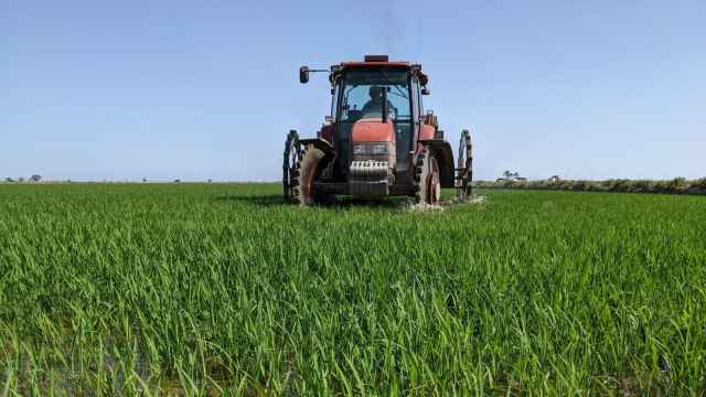 Un tractor en un arrozal inunado en el Delta de l'Ebre en época veraniega