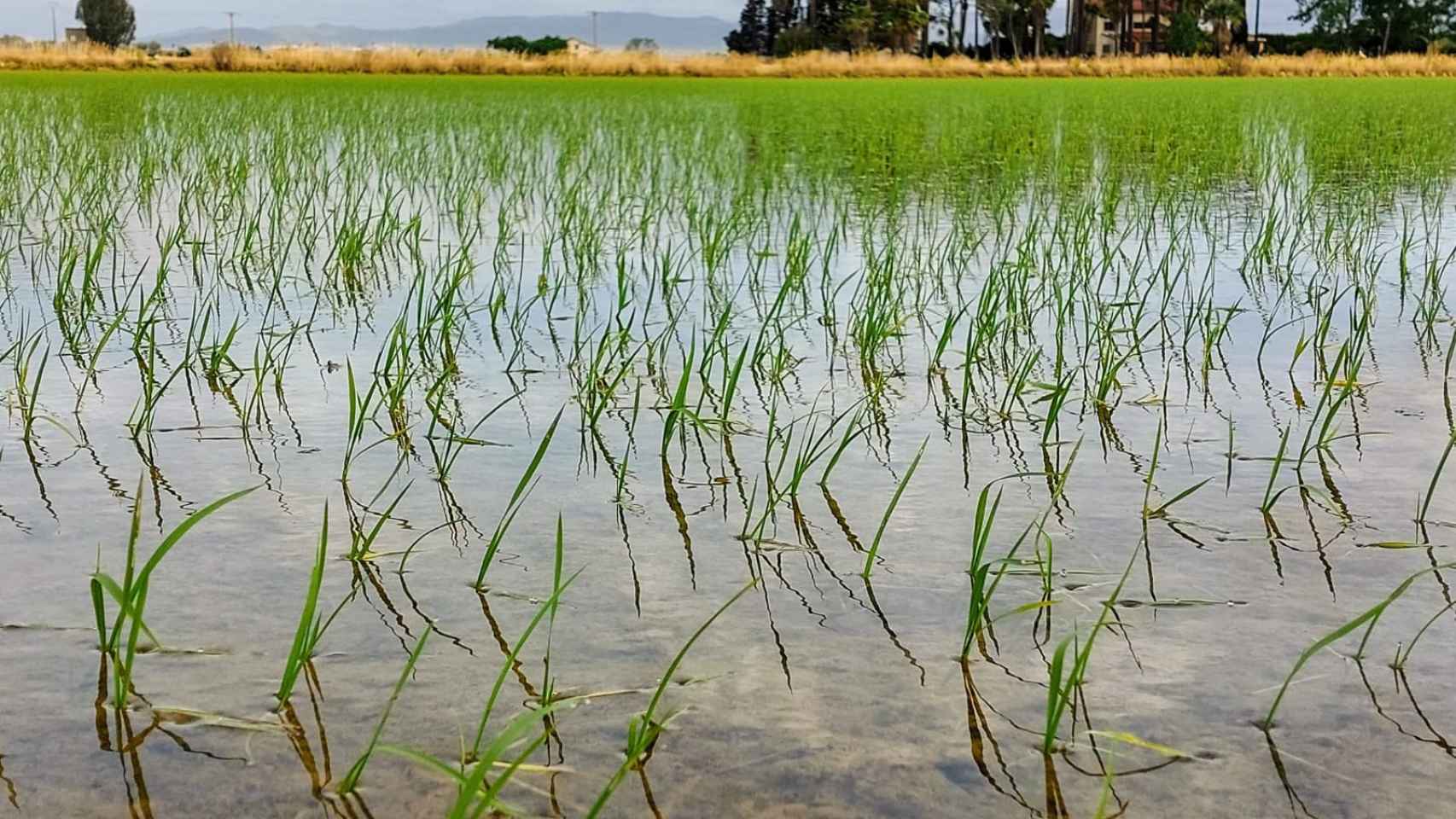 Inunadación de un campo de arroz en el Delta de l'Ebre