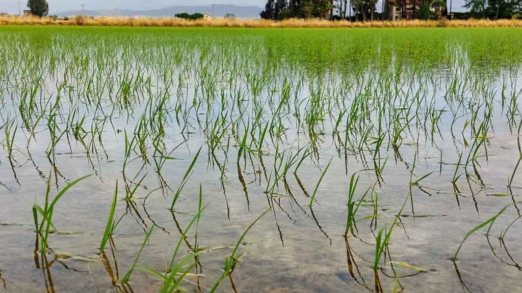 Inunadación de un campo de arroz en el Delta de l'Ebre