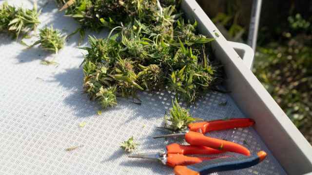 Recolección de flores de CBD