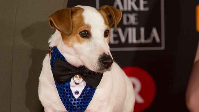 El famoso perro actor 'Pancho'