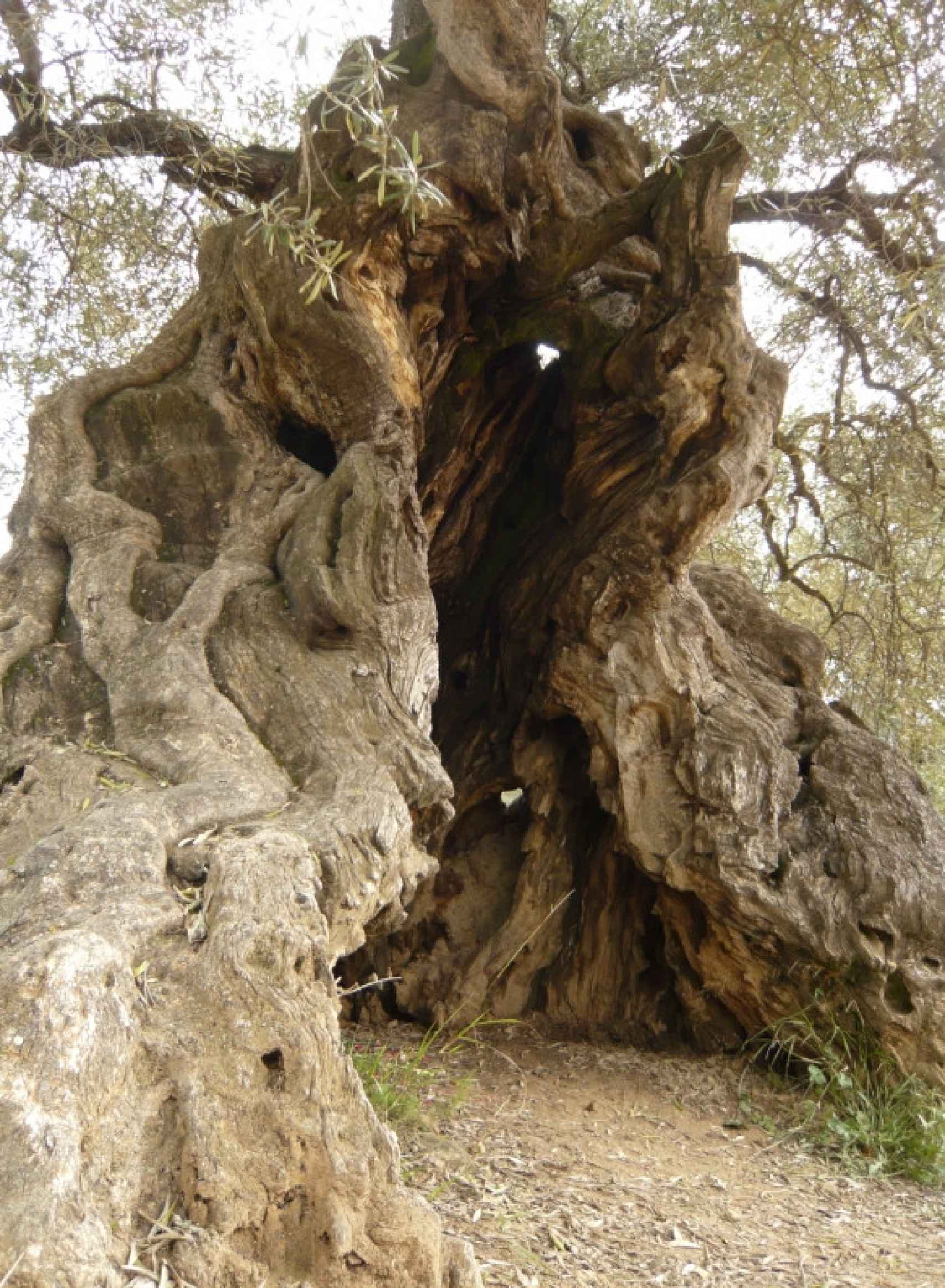 Olivo milenario, Lo Parot