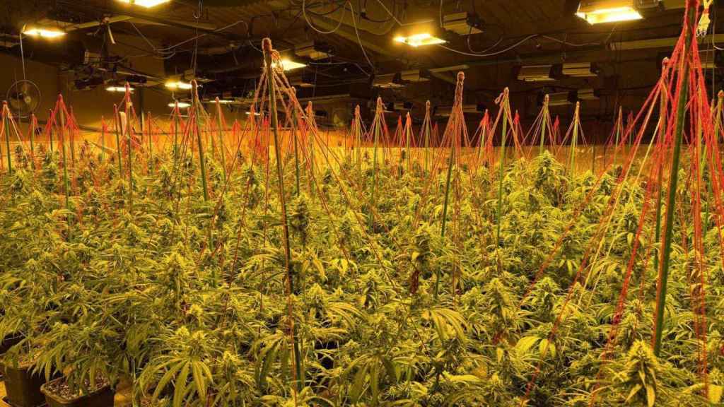 La plantación de marihuana desmantelada en una granja de Lleida