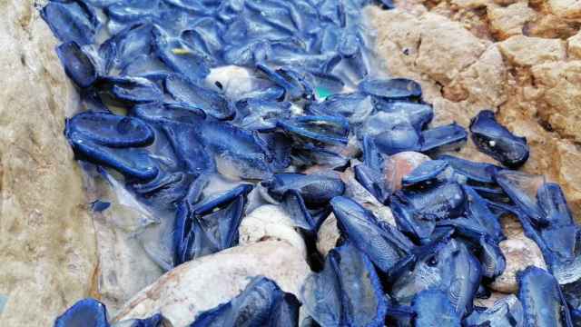 Medusas veleta en las rocas