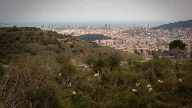Un grupo de ovejas y cabras pastan cerca del Mirador de Montbau, a 6 de abril de 2022, en Barcelona
