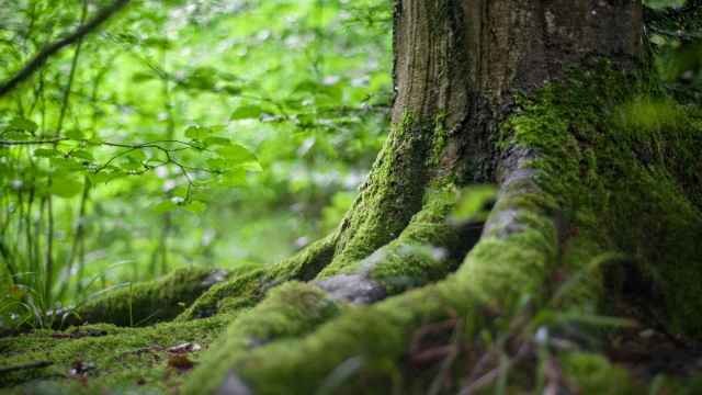 Tronco de un árbol con musgo en el bosque