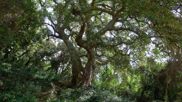 Una encina gigante