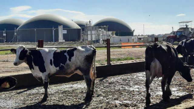 Vacas de la granja Torre Santamaria de Vallfogona de Balaguer (Lleida) frente a la planta de biometano