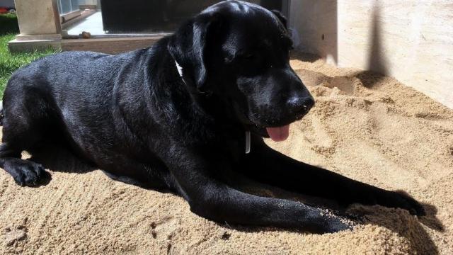 Un perro en un parque, en una imagen de archivo no relacionada con la noticia
