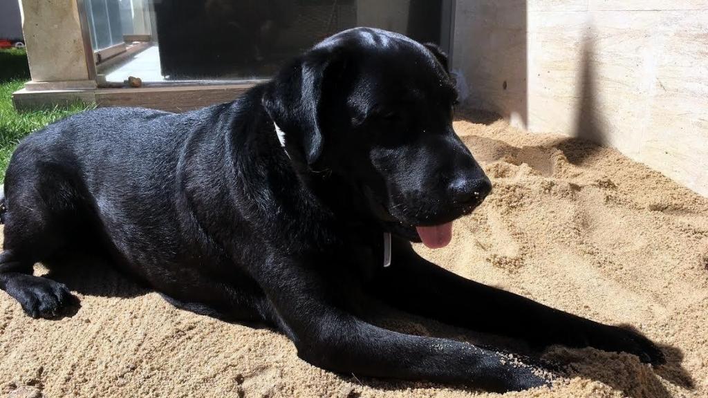 Un perro en un parque, en una imagen de archivo no relacionada con la noticia