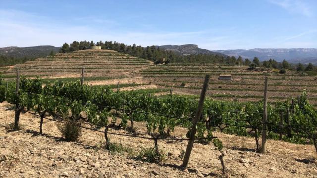 Viñedos de Clos Galena