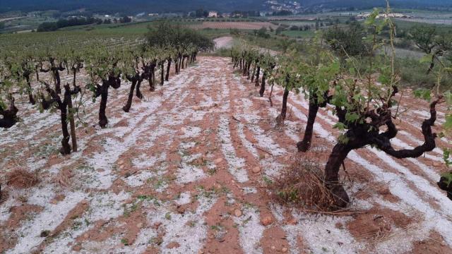 Efectos de una tormenta de granizo en un viñedo del Penedès