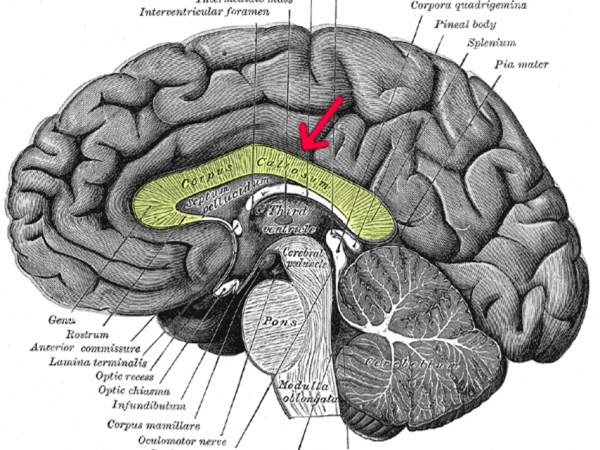 Cerebro humano : Henry Vandyke Carter  (1831–1897
