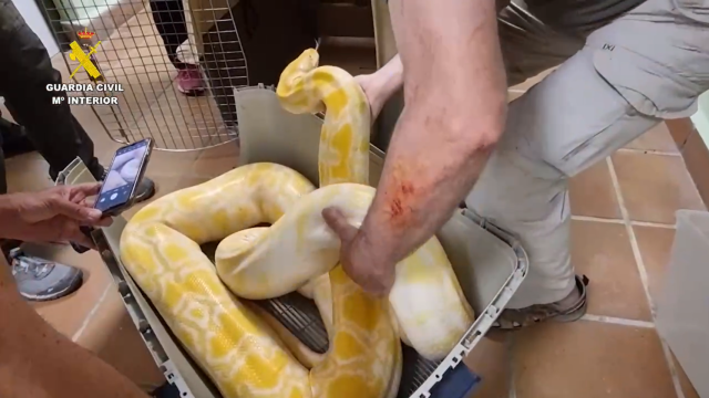 La Guardia Civil decomisa una pitón y una boa en Monistrol de Montserrat