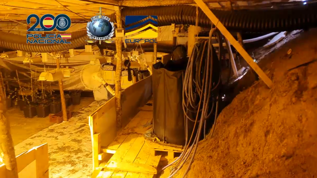 Cueva natural de marihuana, escondida en una zona boscosa del Maresme