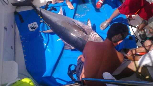 Imagen de un barco de atún rojo