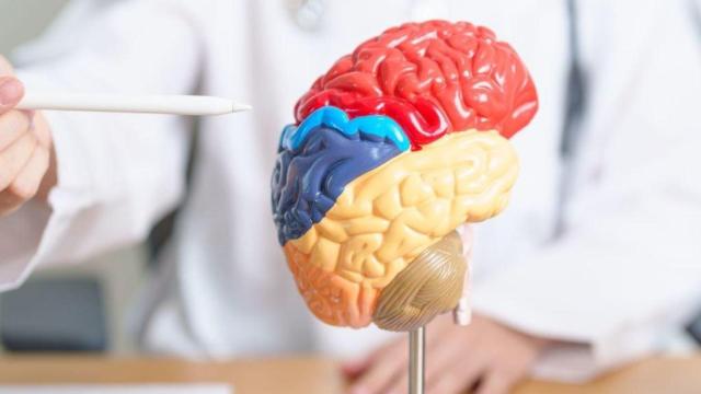 La maqueta de un cerebro